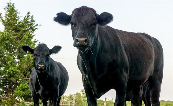 Our Promise – Châtel Farms